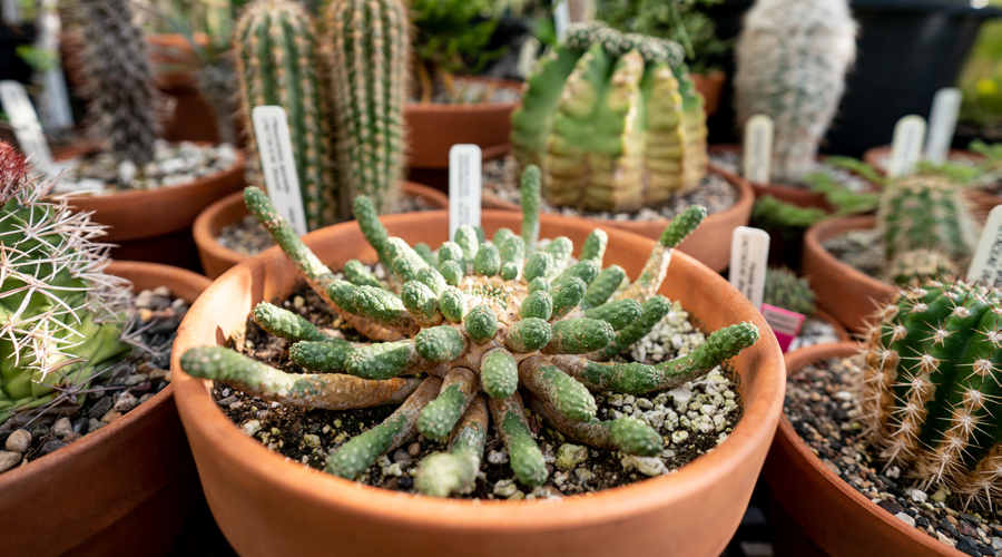 Botany Experimental Greenhouse – Exploratorium